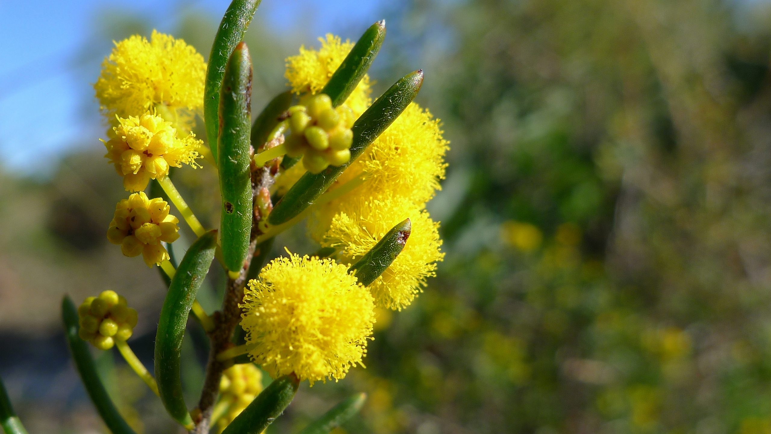 Acacia_ericifolia_in_flower_(7159710191)