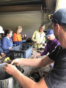 photo of people washing cow horns after harvesting prep 500