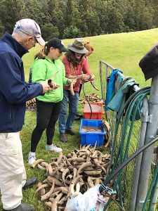 photo of farming people cleaning cow horns