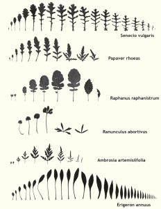 image of an illustration of leaves from different plants