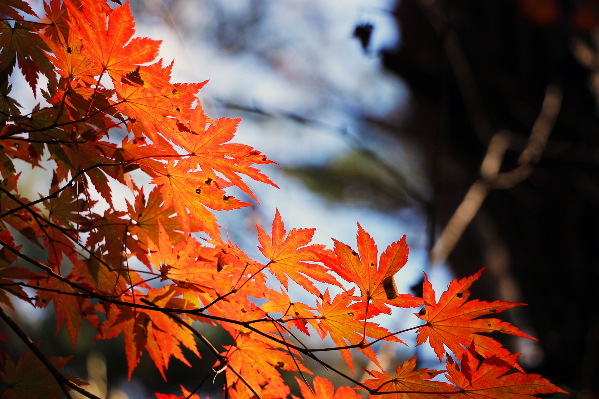 branch of maple leaves turning autumnal orange