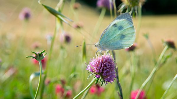 spring flowers with white butterfly in a meadow