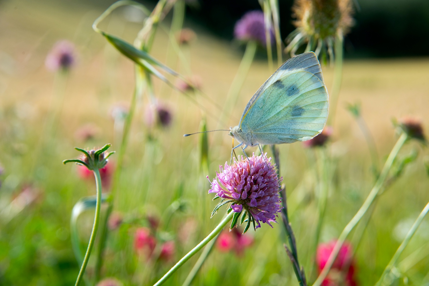 spring flowers with white butterfly in a meadow