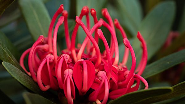 photo of waratah flower