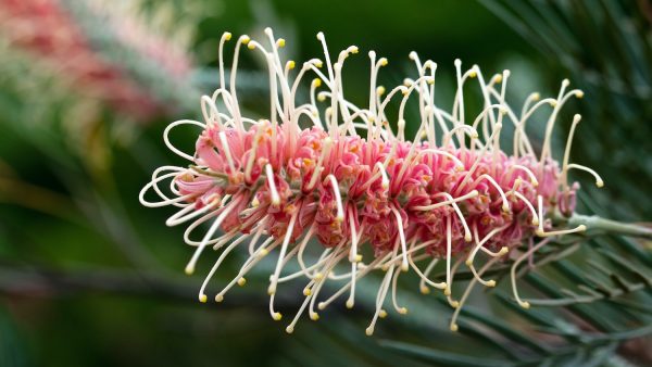 Grevillea flower, probably Grevillea "Pink Surprise".