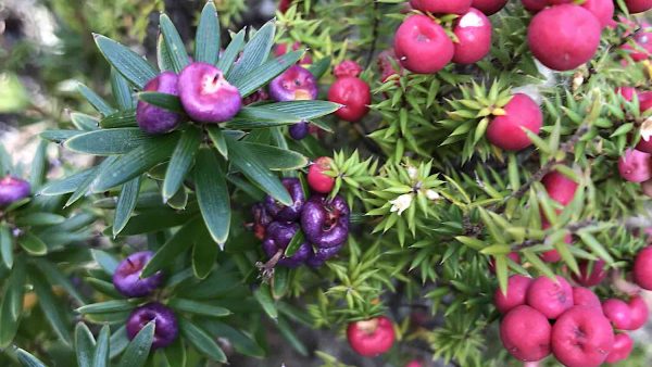 photo of magenta coloured berries
